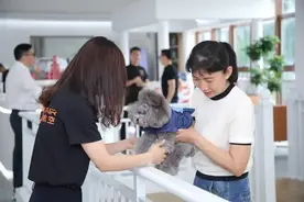 带宠物坐飞机！多家航司推宠物进客舱服务：仅接收家庭驯养的狗、猫图片