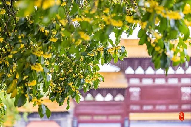 秦淮花事 | 秋日限定！在秦淮，与一场桂花雨不期而遇→