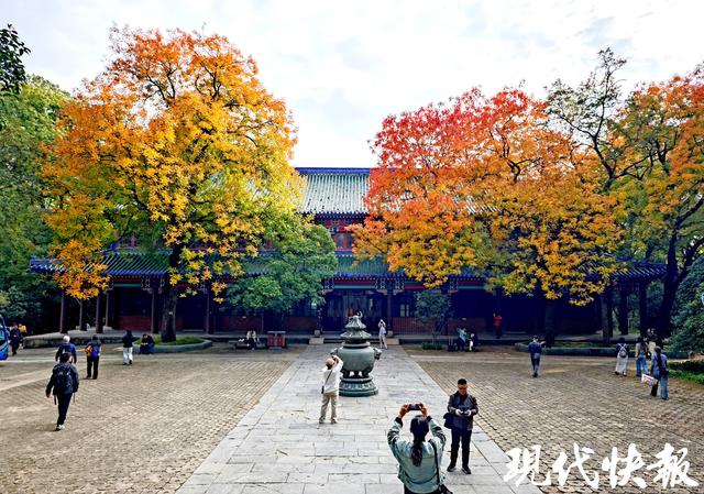 在一棵树上真的能看到四季！南京灵谷寺黄连木构成美丽秋日画卷