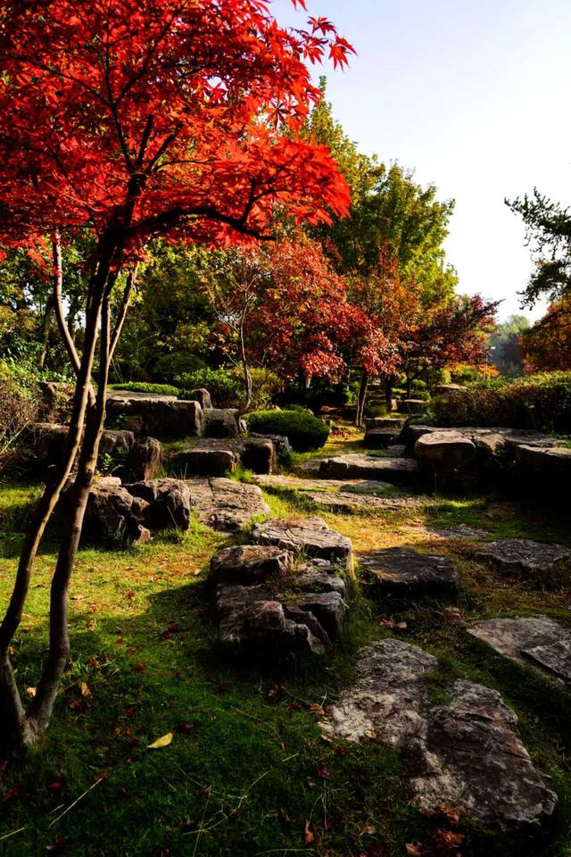 山东日照：一叶知秋意 满目皆画卷