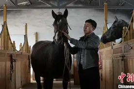 新疆阿勒泰：血统改良助力民众“马”上致富图片