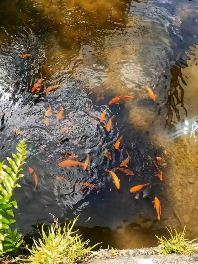 周末去“村”游！这个村人少景美，99%的福安人都不晓得~