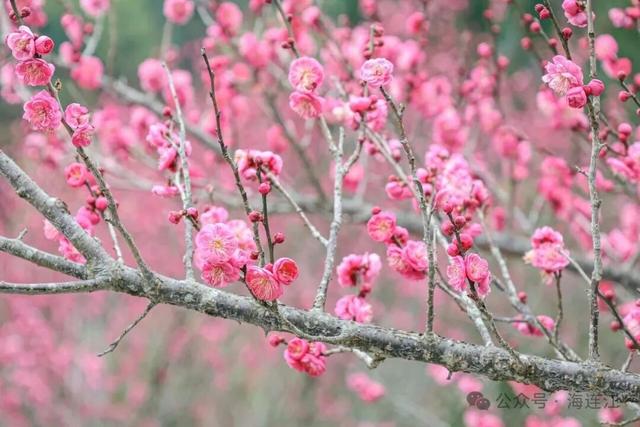 美翻啦！福州这里梅花初绽，等你来赏！