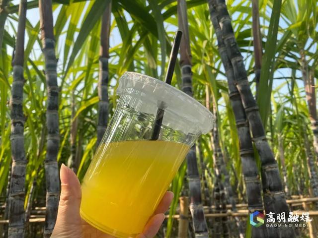 出发！高明遛娃采摘攻略来啦，甜度爆表（附定位）