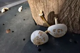 千万不要吃！最近“疯狂冒头”，杭州多地已出现图片
