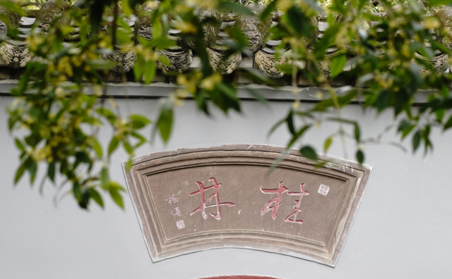 开了！一夜香醒～真的“Pong”香