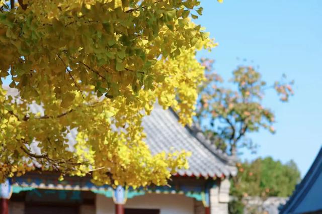 千年莒县银杏树！这一眼惊艳时光，高清大图超治愈