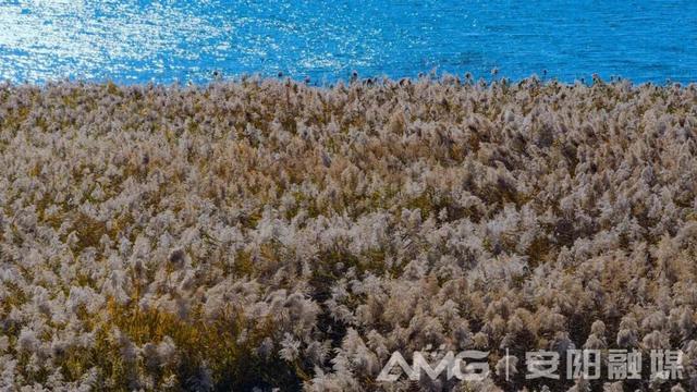 视觉安阳丨风吹殷墟芦苇白 水净天青入画来