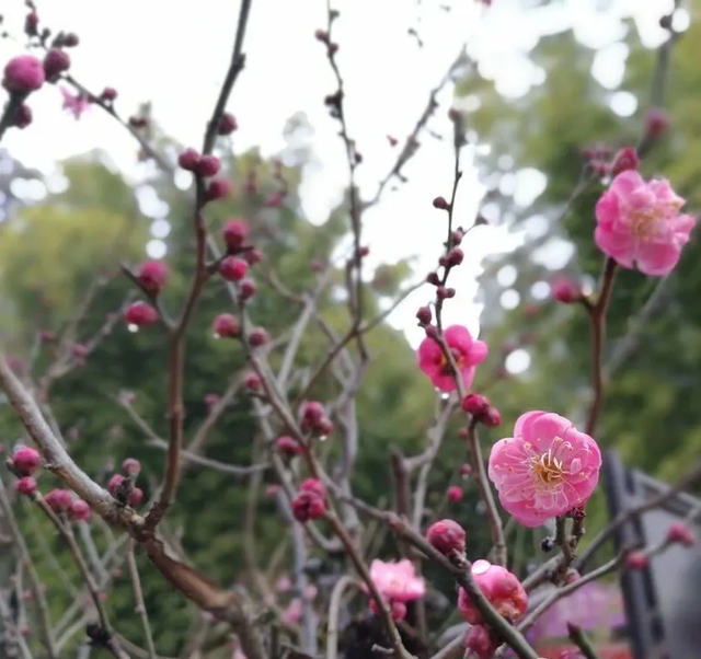 跟着滇超游昆明 | 歪歪歪！有“梅”有人告诉你，黑龙潭的梅花都开好了