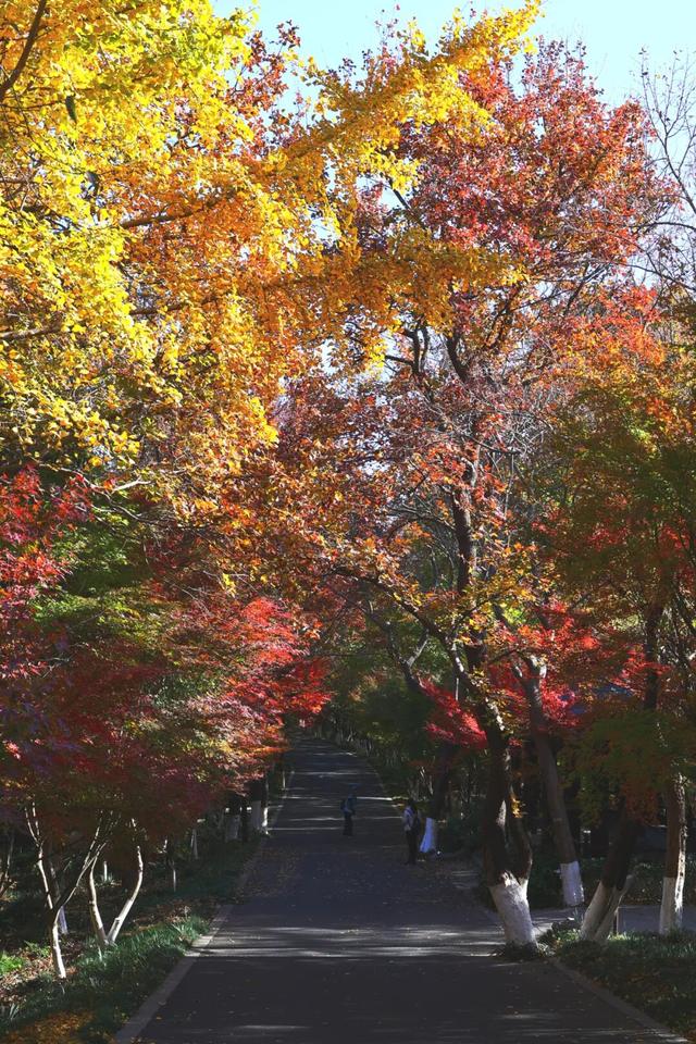 此时此刻，最美的栖霞山！