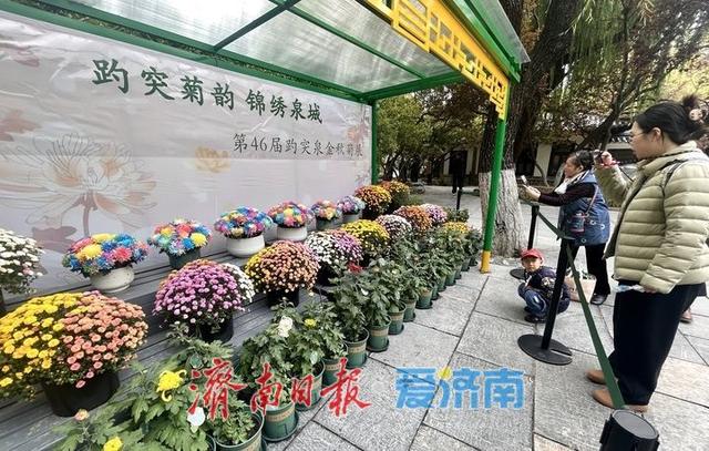 一年四季 泉在济南丨提前探营！趵突泉第46届金秋菊展静候绽放