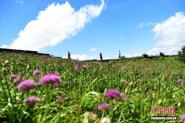 贵州六盘水：万亩野生韭菜花开引游客