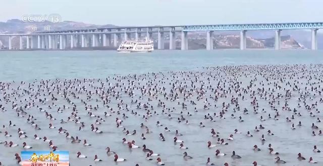 首批大天鹅已抵达！来三门峡黄河湿地赴一场生态与文化之约