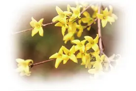 卢氏连翘 三分天下有其一图片