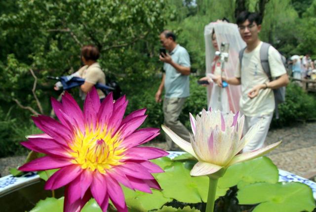 江苏苏州：香水睡莲醉游人