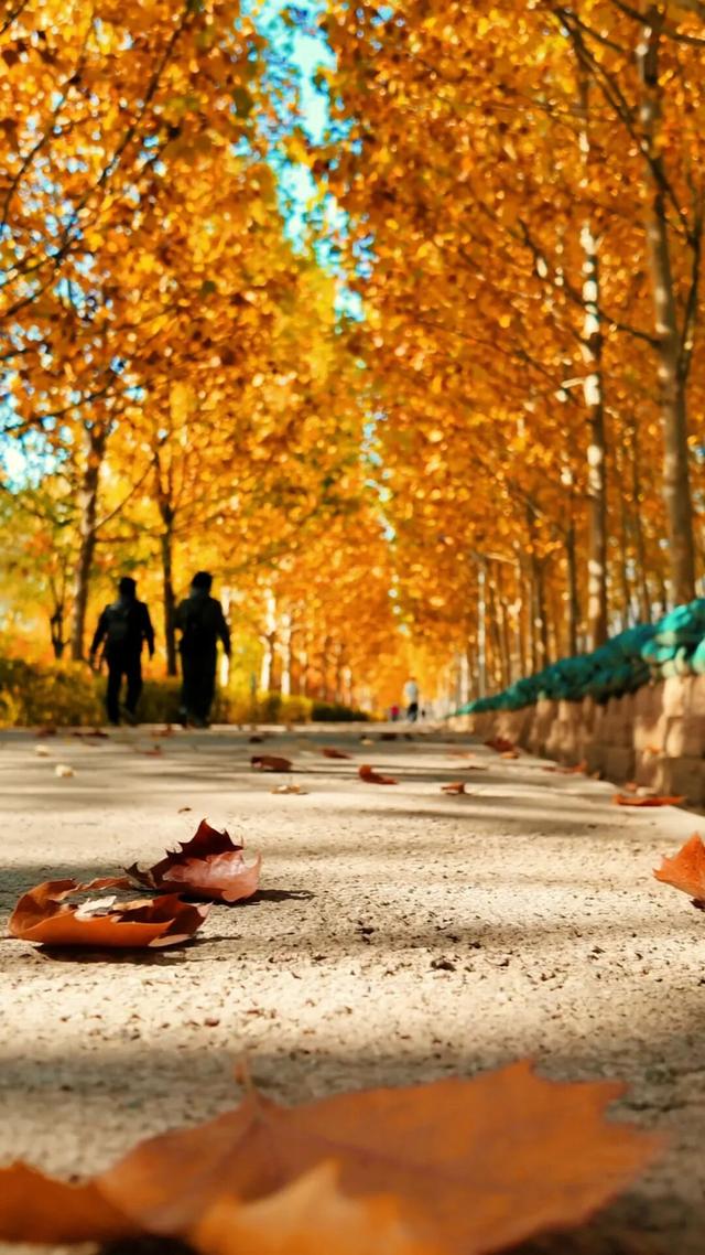 18公里步道免费开放！北京西五环边这个公园迎来最佳观赏期