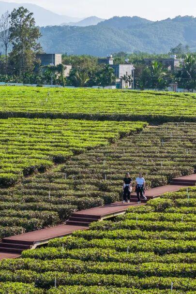 白沙喜提国家2A级旅游景区，陨石坑生态茶园+集市周末联动玩法请收藏！