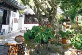 桂香满城！苏州发布官方桂花赏花地图图片