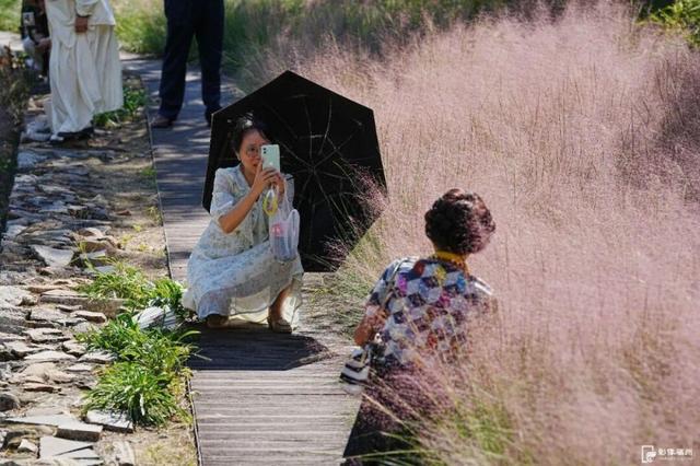 成片粉黛乱子草花海梦幻上线！这些公园火了！