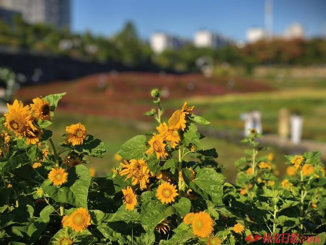 福地怀化懂你如家｜城南街道湖天小游园“花海世界”引市民沉醉