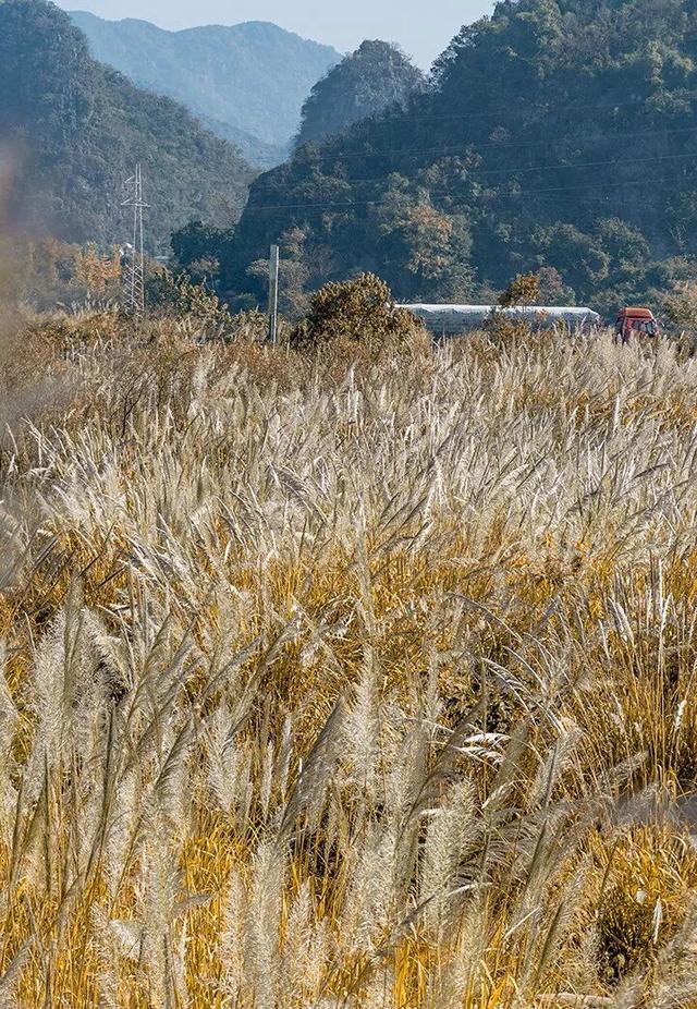 秋分至！桂林即将进入 “颜值巅峰期”，这些家门口的秋日盛景别错过！