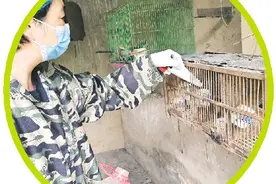 桂林市野生动物保护站有不少鸟类，如果遇到请保护好它们图片