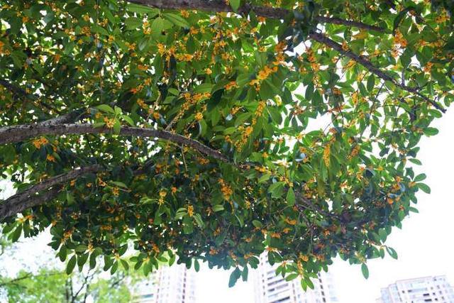 重庆江北：桂花街上桂花香 品秋赏花正当时