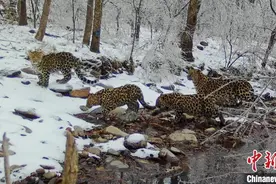 东北豹“四口之家”罕见亮相东北虎豹国家公园图片