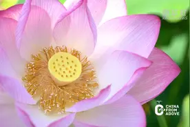 瞰中国｜北京顺义：又到赏荷好时节图片