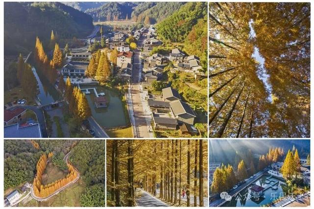 错过等一年！龙栖山水杉即将迎来最佳观赏期