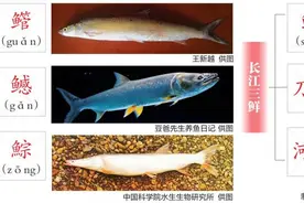 长江三剑客长江三鲜期待团圆 十年禁渔只是一个开始图片
