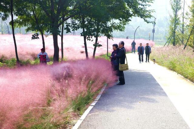 烟台粉黛花海醉游人