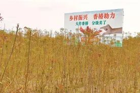 天府森林粮库｜四川大竹香椿进入采摘旺季图片