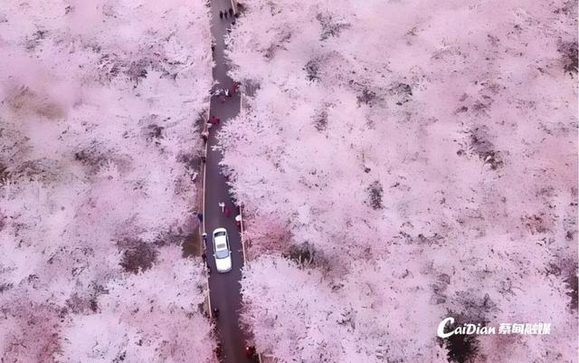 蔡甸后官湖14座山体将变身“花果人家”，春华秋实四季皆景