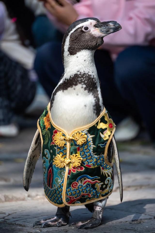 您的QQ已在朝天宫登录！