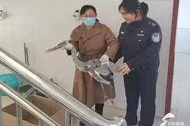 阳信一路段发现受伤飞鸟 仔细查看竟是国家二级保护动物苍鹭图片