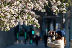 北京街头花开春意浓图片