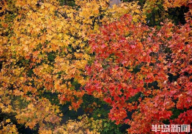 青岛八大关，乌泱泱的人为一件事而来！一款“魔法帽”火了！现场照片→