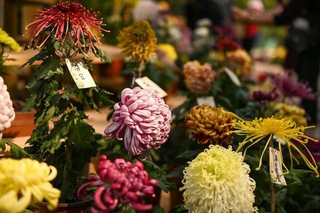 坐地铁，打卡武汉第42届金秋菊展