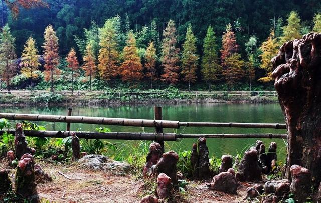 冬日茂名：看鹿湖顶“魔法”变变变