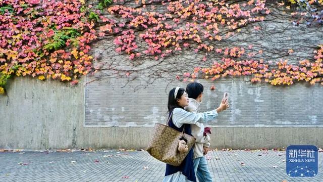 秋声渐杳 斑斓成诗