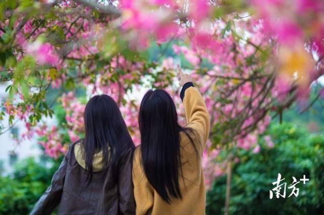 粤享暖冬！异木棉花海暴击，网友：请北方朋友看过来