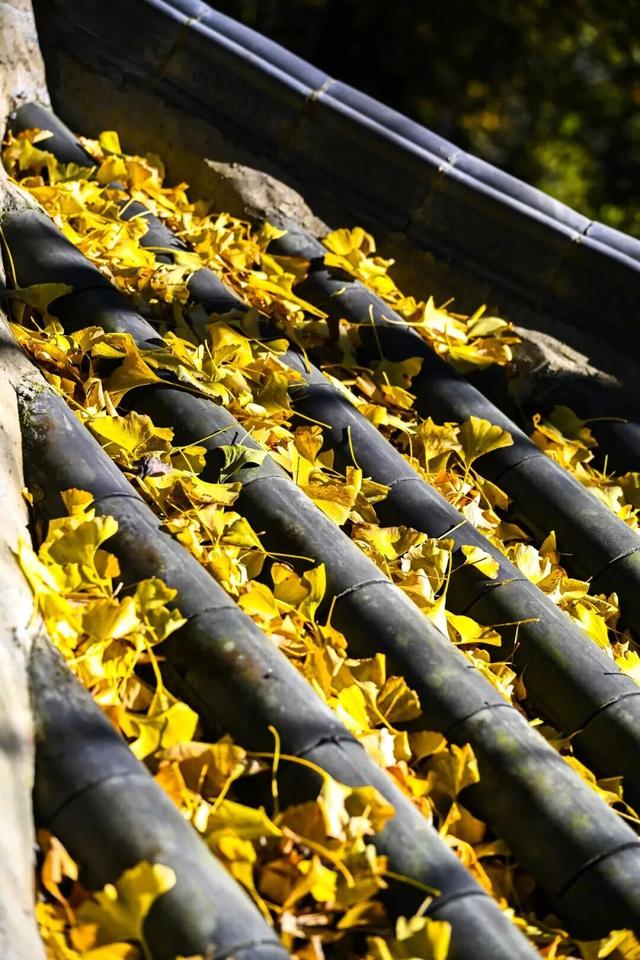 现存数量最多！赏银杏就来珠峰村