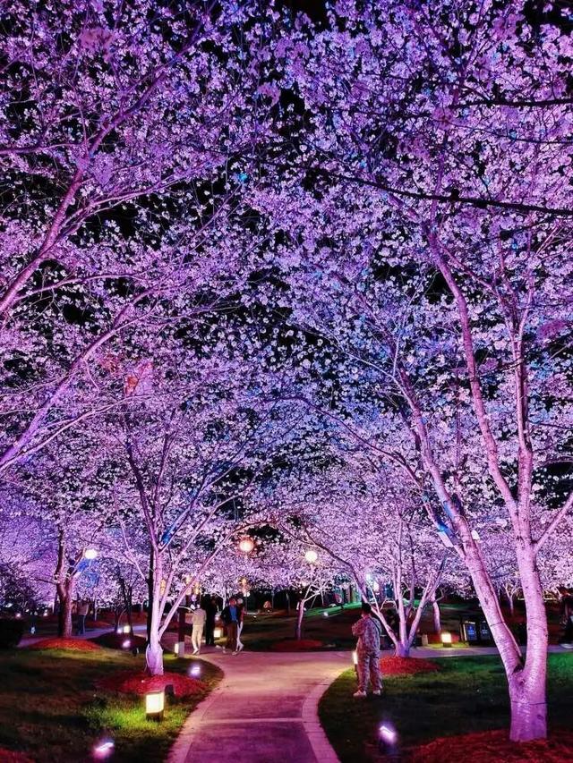 2026上海樱花节来了！首推“景随花移”夜游新模式，活动多元体验感“拉满”