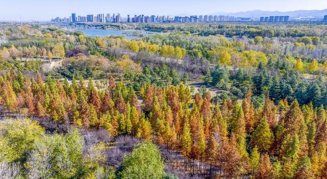 河南洛阳：伊河国家湿地公园冬景美如画