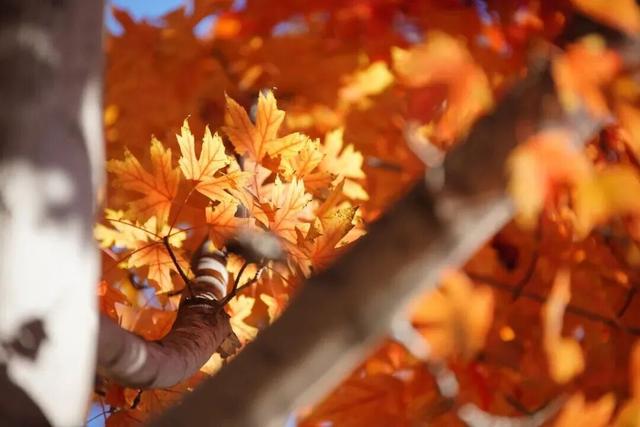 惊艳！身边的北京秋景“天花板”来了！