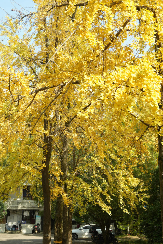 宜宾，含“金”量超高！