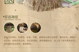 菌菌那些事 | 黑牛肝菌：菌菇中的黑色精灵图片