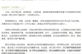 “可可西里网红狼”被货车压死？官方通报图片
