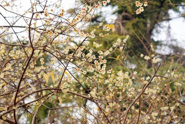 太仓“中式美学天花板”，要来了！